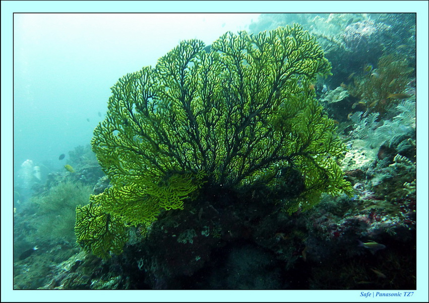 2011 - 08 - Borneo - Sipadan 033